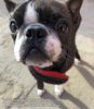Profile picture of the animal
