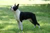 Profile picture of the animal