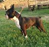 Profile picture of the animal