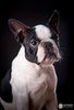 Profile picture of the animal