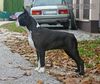 Profile picture of the animal
