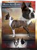 Profile picture of the animal