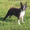 Profile picture of the animal