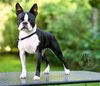 Profile picture of the animal
