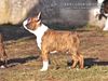 Profile picture of the animal