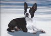Profile picture of the animal