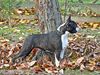 Profile picture of the animal