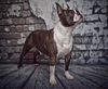 Profile picture of the animal