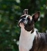 Profile picture of the animal
