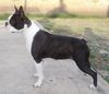 Profile picture of the animal