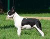 Profile picture of the animal