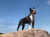 Profile picture of the animal
