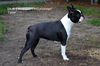 Profile picture of the animal