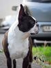 Profile picture of the animal