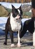 Profile picture of the animal