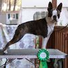 Profile picture of the animal