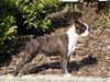 Profile picture of the animal