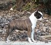 Profile picture of the animal
