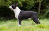 Profile picture of the animal