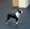 Profile picture of the animal