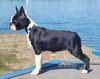 Profile picture of the animal