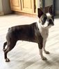 Profile picture of the animal