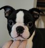 Profile picture of the animal