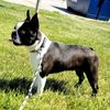 Profile picture of the animal