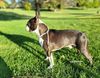 Profile picture of the animal