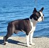 Profile picture of the animal