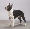 Profile picture of the animal
