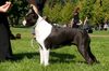 Profile picture of the animal