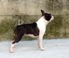 Profile picture of the animal