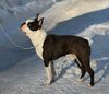 Profile picture of the animal