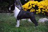 Profile picture of the animal
