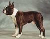 Profile picture of the animal
