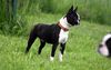 Profile picture of the animal