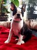 Profile picture of the animal