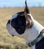 Profile picture of the animal