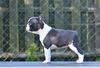 Profile picture of the animal