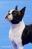 Profile picture of the animal