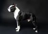 Profile picture of the animal
