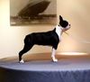 Profile picture of the animal