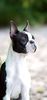 Profile picture of the animal