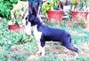 Profile picture of the animal