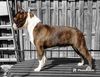 Profile picture of the animal
