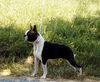 Profile picture of the animal