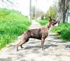 Profile picture of the animal