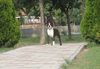Profile picture of the animal