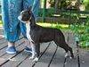 Profile picture of the animal